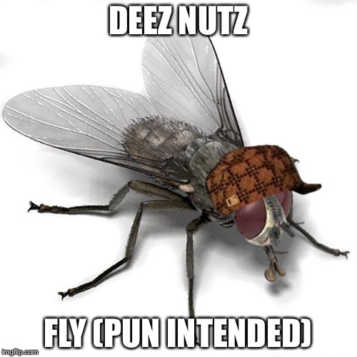 Scumbag House Fly | DEEZ NUTZ; FLY (PUN INTENDED) | image tagged in scumbag house fly,scumbag | made w/ Imgflip meme maker