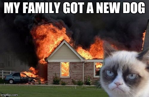 Burn Kitty | MY FAMILY GOT A NEW DOG | image tagged in memes,burn kitty | made w/ Imgflip meme maker