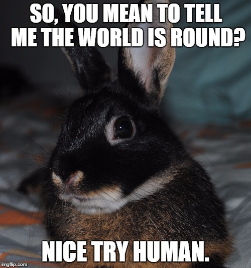 SO, YOU MEAN TO TELL ME THE WORLD IS ROUND? NICE TRY HUMAN. | image tagged in skeptical rabbit,izzy | made w/ Imgflip meme maker