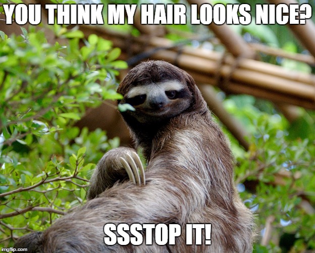 a flattered sloth | YOU THINK MY HAIR LOOKS NICE? SSSTOP IT! | image tagged in humor,funny,sloths,animal meme,surprised sloth,flattered sloths | made w/ Imgflip meme maker