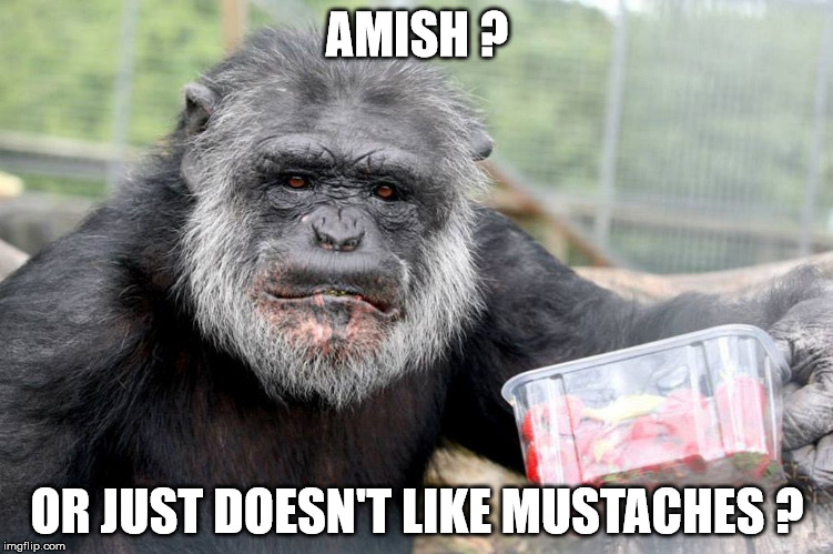 animal mammal amish | AMISH ? OR JUST DOESN'T LIKE MUSTACHES ? | image tagged in memes | made w/ Imgflip meme maker