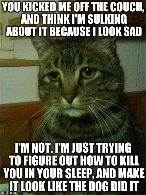 Blame the dog | YOU KICKED ME OFF THE COUCH, AND THINK I'M SULKING ABOUT IT BECAUSE I LOOK SAD; I'M NOT. I'M JUST TRYING TO FIGURE OUT HOW TO KILL YOU IN YOUR SLEEP, AND MAKE IT LOOK LIKE THE DOG DID IT | image tagged in memes,depressed cat | made w/ Imgflip meme maker
