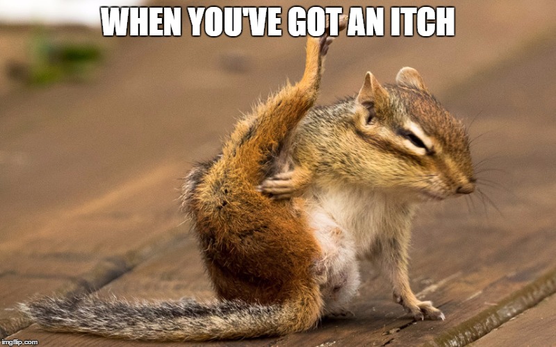 when you've got an itch - Imgflip
