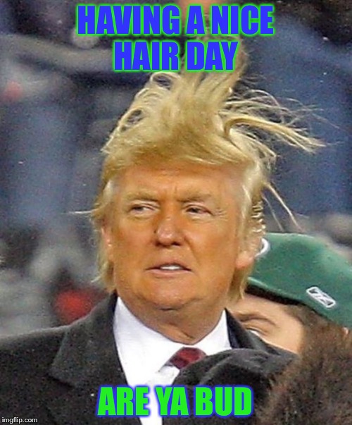 Donald Trumph hair | HAVING A NICE HAIR DAY; ARE YA BUD | image tagged in donald trumph hair | made w/ Imgflip meme maker