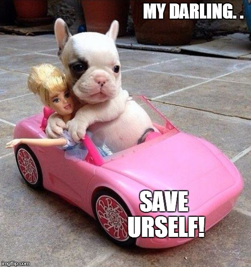 MY DARLING. . SAVE URSELF! | image tagged in saveurself | made w/ Imgflip meme maker