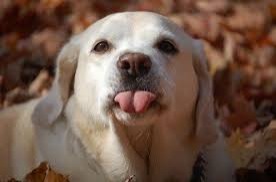 Dog Sticking Tongue Out | . | image tagged in dog sticking tongue out | made w/ Imgflip meme maker