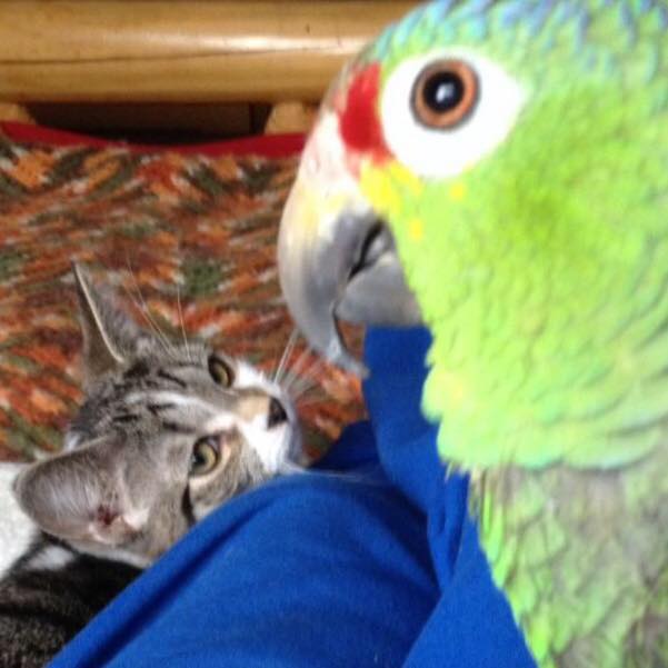 cat and parrot Blank Meme Template