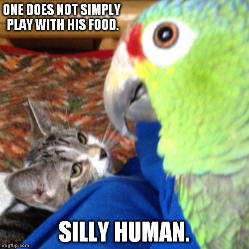 The cat is always right. | ONE DOES NOT SIMPLY PLAY WITH HIS FOOD. SILLY HUMAN. | image tagged in cat and parrot,funny,memes,one does not simply,silly human | made w/ Imgflip meme maker