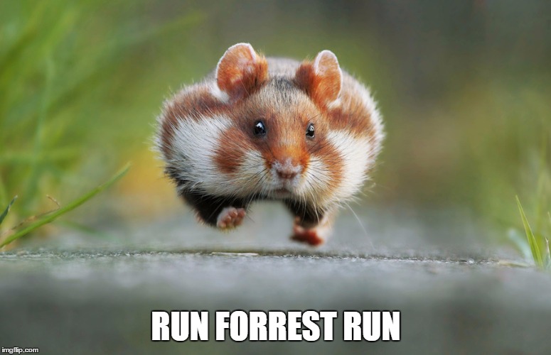 RUN FORREST RUN | made w/ Imgflip meme maker