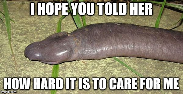 I HOPE YOU TOLD HER HOW HARD IT IS TO CARE FOR ME | image tagged in bad pun eel | made w/ Imgflip meme maker