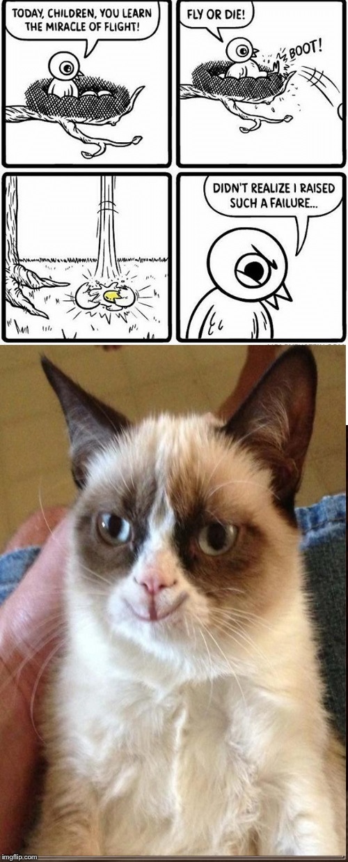 It's stuff like thos that just melts Grumpy Cat's heart.. | image tagged in grumpy cat,funny,memes,bad parenting,birds | made w/ Imgflip meme maker
