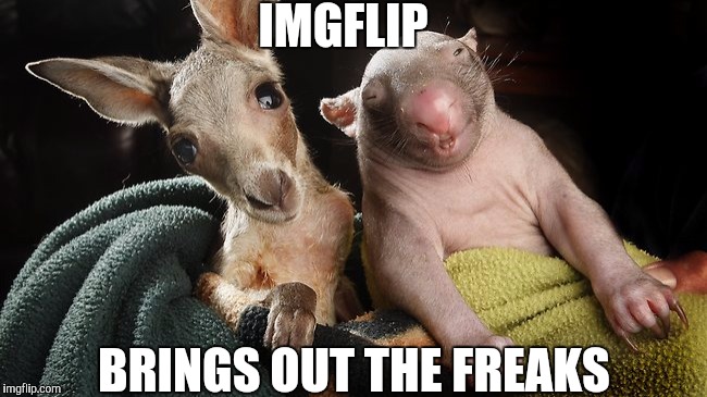 IMGFLIP; BRINGS OUT THE FREAKS | image tagged in imgflip unite,original meme | made w/ Imgflip meme maker