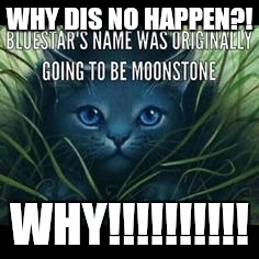 WHY DIS NO HAPPEN?! WHY!!!!!!!!!! | image tagged in cats,facts | made w/ Imgflip meme maker