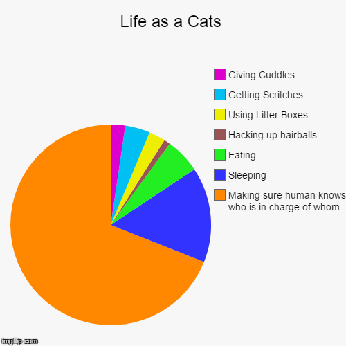 image tagged in funny,pie charts | made w/ Imgflip chart maker