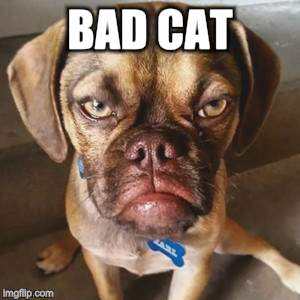 BAD CAT | made w/ Imgflip meme maker