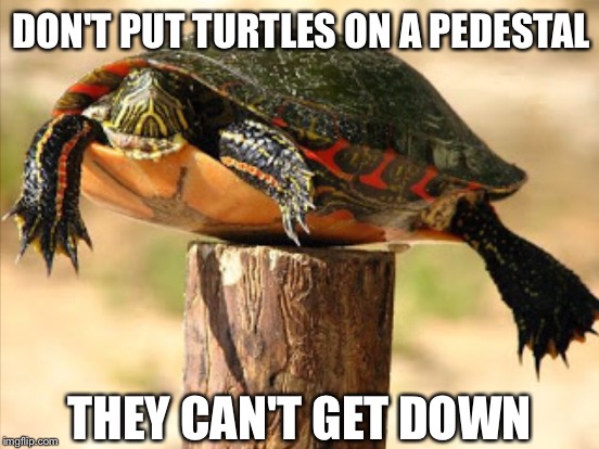 DON'T PUT TURTLES ON A PEDESTAL THEY CAN'T GET DOWN | made w/ Imgflip meme maker