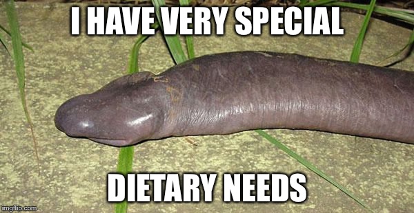 I HAVE VERY SPECIAL DIETARY NEEDS | image tagged in bad pun eel | made w/ Imgflip meme maker