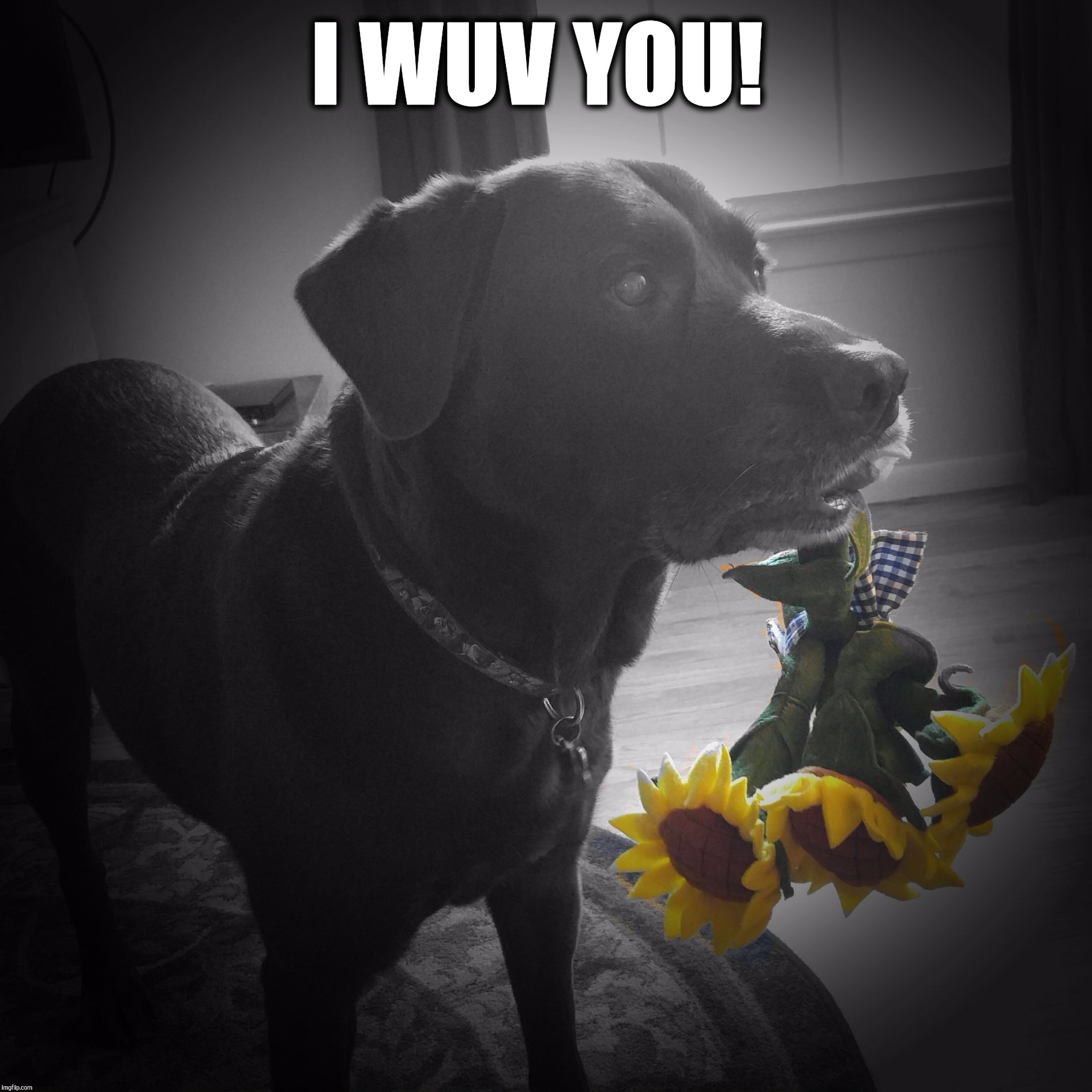I love you!  | I WUV YOU! | image tagged in chuckie the chocolate lab,flowers,dog,cute dog,love,labrador | made w/ Imgflip meme maker