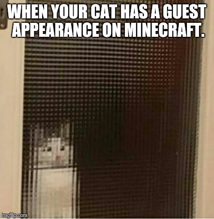 When your cat... | WHEN YOUR CAT HAS A GUEST APPEARANCE ON MINECRAFT. | image tagged in funny,memes,cats,minecraft | made w/ Imgflip meme maker