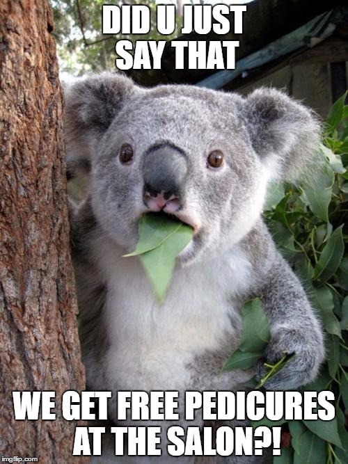 Surprised Koala Meme | DID U JUST SAY THAT; WE GET FREE PEDICURES AT THE SALON?! | image tagged in memes,surprised koala | made w/ Imgflip meme maker