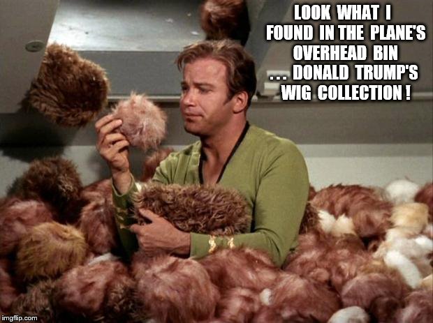 Tribbles | LOOK  WHAT  I  FOUND  IN THE  PLANE'S  OVERHEAD  BIN . . .  DONALD  TRUMP'S  WIG  COLLECTION ! | image tagged in tribbles | made w/ Imgflip meme maker