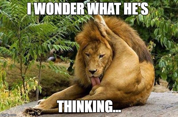lion licking balls | I WONDER WHAT HE'S; THINKING... | image tagged in lion licking balls,memes | made w/ Imgflip meme maker