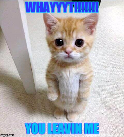 Cute Cat | WHAYYYT!!!!!!! YOU LEAVIN ME | image tagged in memes,cute cat | made w/ Imgflip meme maker