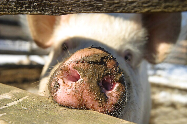 brownnose Blank Meme Template