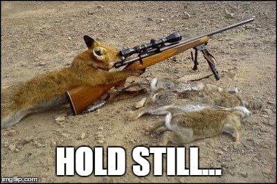 Fox with rifle | HOLD STILL... | image tagged in fox with rifle | made w/ Imgflip meme maker