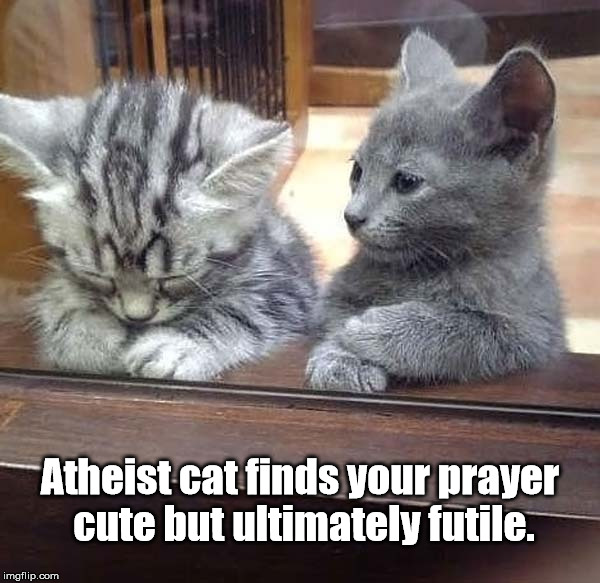 Atheist Cat | Atheist cat finds your prayer cute but ultimately futile. | image tagged in cat,prayer,animal praying,funny cat memes,atheist,atheism | made w/ Imgflip meme maker