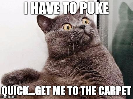 Better Make It Fast | I HAVE TO PUKE; QUICK...GET ME TO THE CARPET | image tagged in surprised cat | made w/ Imgflip meme maker