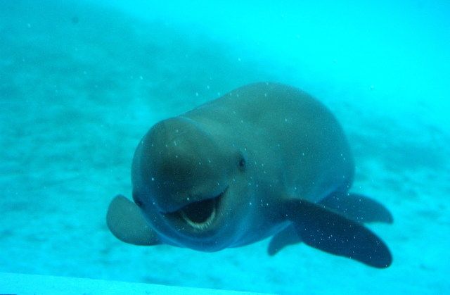 High Quality Punny Porpoise Blank Meme Template