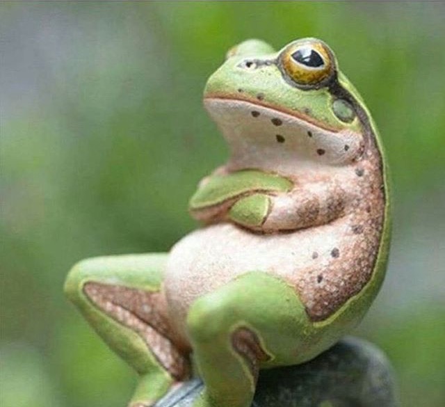 Frog thinking  Blank Meme Template