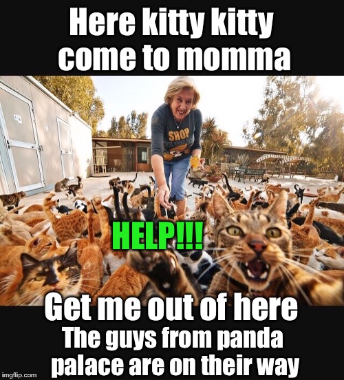 I will never look at General Tso chicken the same way again | Here kitty kitty come to momma; HELP!!! Get me out of here; The guys from panda palace are on their way | image tagged in memes,funny,chinese food,cats,crazy cat lady | made w/ Imgflip meme maker