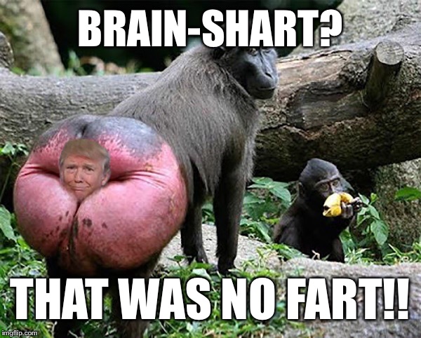 Donald trump baboon rump | BRAIN-SHART? THAT WAS NO FART!! | image tagged in donald trump baboon rump | made w/ Imgflip meme maker