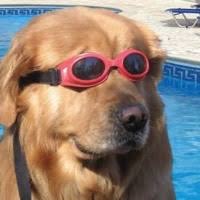 High Quality Swimmer doggo  Blank Meme Template