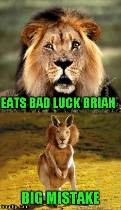 One does not simply eat Bad Luck Brian without dire consequences... | EATS BAD LUCK BRIAN; BIG MISTAKE | image tagged in bad luck lion,memes,bad luck brian,funny,funny animals,lion kangaroo | made w/ Imgflip meme maker
