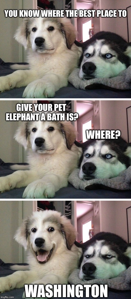 Bad pun dogs | YOU KNOW WHERE THE BEST PLACE TO; GIVE YOUR PET ELEPHANT A BATH IS? WHERE? WASHINGTON | image tagged in bad pun dogs,funny,memes,funny animals | made w/ Imgflip meme maker