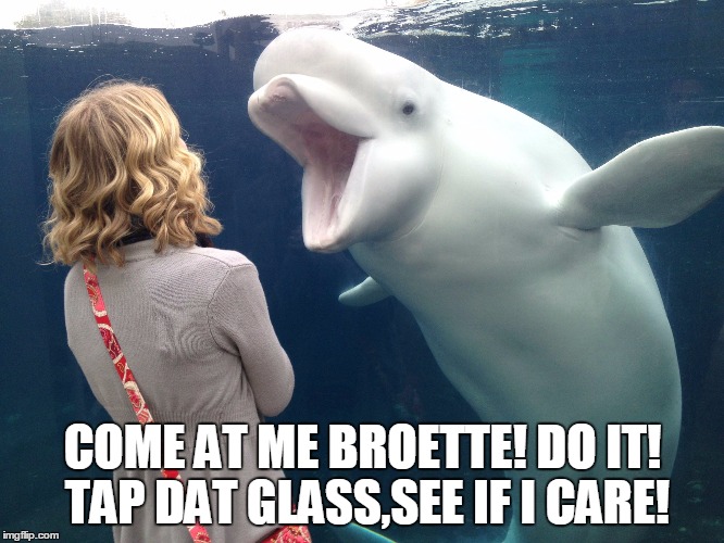 Broette is the female equivalent of a bro. | COME AT ME BROETTE! DO IT! TAP DAT GLASS,SEE IF I CARE! | image tagged in come at me bro,bromance,word of the day,ocean,funny,dank meme | made w/ Imgflip meme maker
