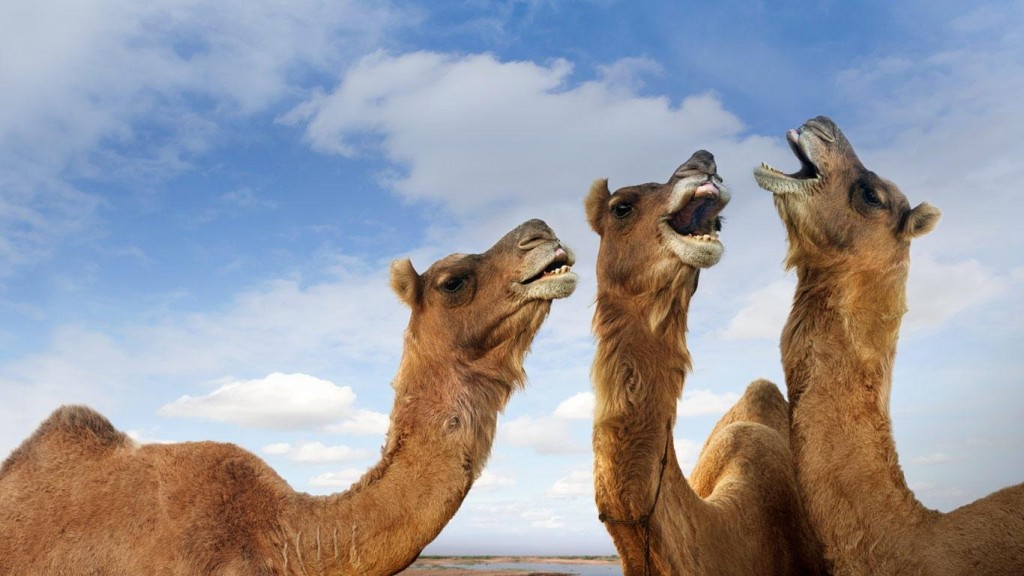 High Quality Laughing camels Blank Meme Template