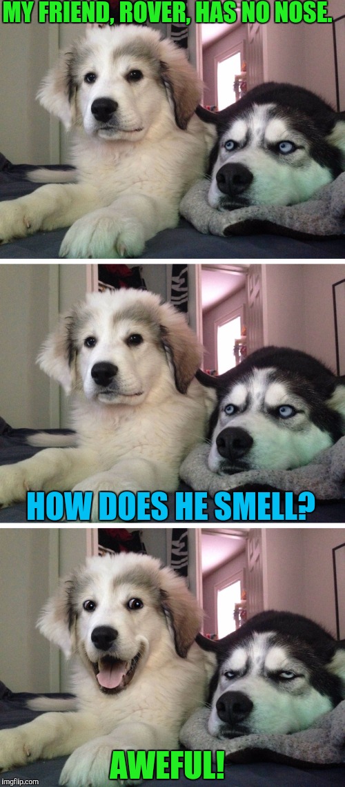 Bad pun dogs | MY FRIEND, ROVER, HAS NO NOSE. HOW DOES HE SMELL? AWEFUL! | image tagged in bad pun dogs | made w/ Imgflip meme maker