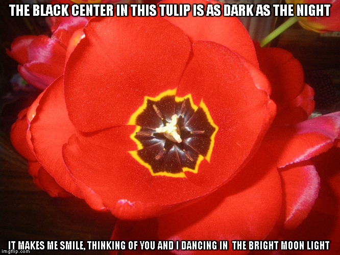 Dark as Night | THE BLACK CENTER IN THIS TULIP IS AS DARK AS THE NIGHT; IT MAKES ME SMILE, THINKING OF YOU AND I DANCING IN 
THE BRIGHT MOON LIGHT | image tagged in center,black,red tulips,the moonlight | made w/ Imgflip meme maker
