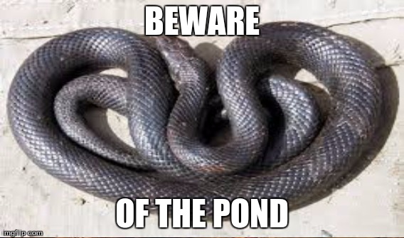 BEWARE; OF THE POND | image tagged in memes | made w/ Imgflip meme maker