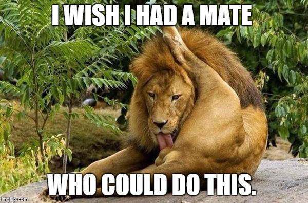 lion licking balls | I WISH I HAD A MATE; WHO COULD DO THIS. | image tagged in lion licking balls,memes | made w/ Imgflip meme maker