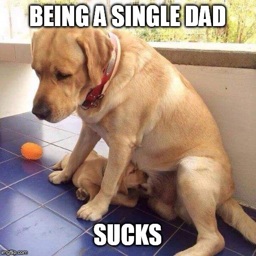PARENTING FAIL  | BEING A SINGLE DAD; SUCKS | image tagged in funny,funny memes,humor,memes,dogs,too funny | made w/ Imgflip meme maker