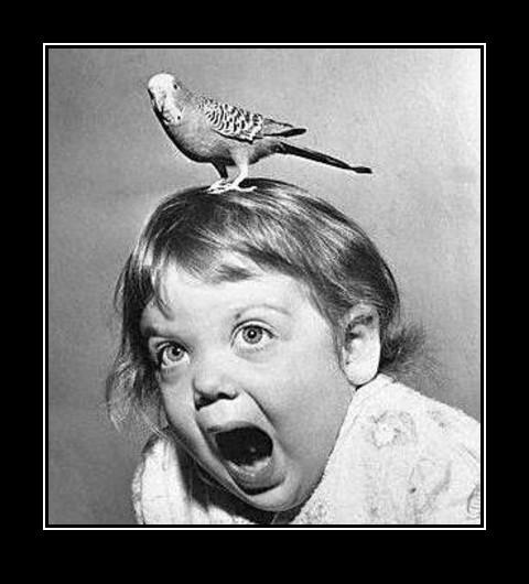 High Quality scarybird Blank Meme Template