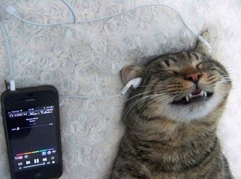 High Quality music cat Blank Meme Template