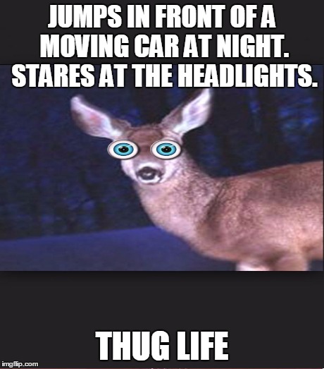 Driving through South Dakota at 2:00 am | JUMPS IN FRONT OF A MOVING CAR AT NIGHT. STARES AT THE HEADLIGHTS. THUG LIFE | image tagged in meme,funnny,deer | made w/ Imgflip meme maker