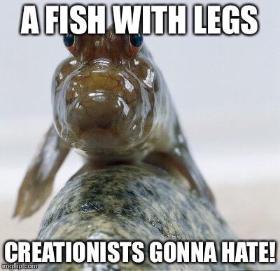 Mudskipper  | A FISH WITH LEGS; CREATIONISTS GONNA HATE! | image tagged in dat boi,mud | made w/ Imgflip meme maker