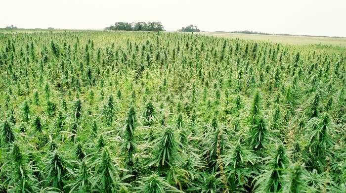 Hemp field Blank Meme Template